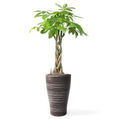 Cây Kim Ngân Bính + Chậu composite Anber HERA + Tự tưới AWS (Màu đá Wood Rings)