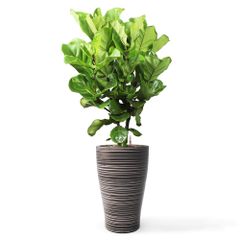 Cây Bàng Singapore + Chậu composite Anber HERA + Tự tưới AWS (Màu đá Wood Rings)