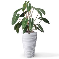 Cây nhập - Kiểng lá Philodendron Billietiae Hạc Cam (Lá ~50cm)   + Chậu composite Anber HERA + Tự tưới AWS (Màu đá Wood Rings)