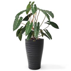 Cây nhập - Kiểng lá Philodendron Billietiae Hạc Cam (Lá ~50cm)   + Chậu composite Anber HERA + Tự tưới AWS (Màu đá Wood Rings)