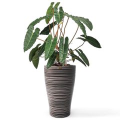 Cây nhập - Kiểng lá Philodendron Billietiae Hạc Cam (Lá ~50cm)   + Chậu composite Anber HERA + Tự tưới AWS (Màu đá Wood Rings)