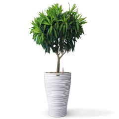 Cây Trúc Bách Hợp + Chậu composite Anber HERA + Tự tưới AWS (Màu đá Wood Rings)