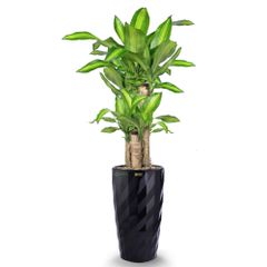 Cây Phát Tài Bộ 5 cây + Chậu composite Anber EROS (Sơn Màu) + Tự tưới AWS