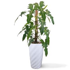 Cây Rồng Xanh + Chậu composite Anber EROS (Sơm màu) + Tự tưới AWS