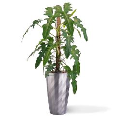 Cây Rồng Xanh + Chậu composite Anber EROS (Sơm màu) + Tự tưới AWS