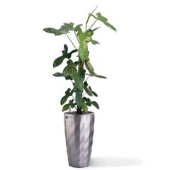 Cây Violin + Chậu composite Anber EROS (Sơm màu) + Tự tưới AWS