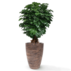 Cây Hạnh Phúc Bonsai + Chậu composite Anber JUNO (Màu giả đá Cliffs) + Tự tưới AWS