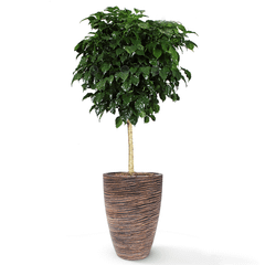 Cây Hạnh Phúc Tree + Chậu composite Anber JUNO (Màu giả đá Cliffs) + Tự tưới AWS