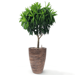 Cây Trúc Bách Hợp + Chậu composite Anber JUNO (Màu giả đá Cliffs) + Tự tưới AWS