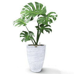 Cây Monstera + Chậu composite tự tưới AWS Anber JUNO (Màu đá Cliffs)