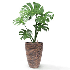 Cây Monstera + Chậu composite tự tưới AWS Anber JUNO (Màu đá Cliffs)