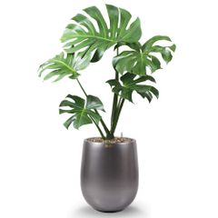 Cây Monstera + Chậu composite Anber APOLLO (Sơn màu) + Tự tưới AWS