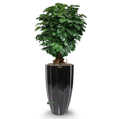 Cây Hạnh Phúc Bonsai + Chậu composite Anber HESTIA (Sơn màu) + Tự tưới AWS