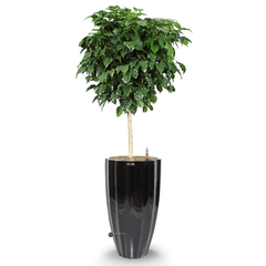 Cây Hanh Phúc Tree + Chậu composite Anber HESTIA (Sơn màu) + Tự tưới AWS