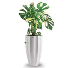 Cây nhập - Kiểng Lá Monstera Deliciosa Thaicon + Chậu composite Anber HESTIA (Sơn màu) + Tự tưới AWS