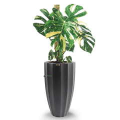 Cây nhập - Kiểng Lá Monstera Deliciosa Thaicon + Chậu composite Anber HESTIA (Sơn màu) + Tự tưới AWS