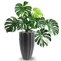 Cây nhập - Kiểng Lá Monstera Deliciosa Thaicon + Chậu composite Anber HESTIA (Sơn màu) + Tự tưới AWS