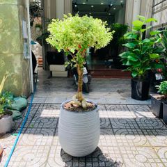 Cây Hoa Giấy Cẩm Thạch + Chậu composite Anber APOLLO (Màu giả đá Wood Rings) + Tự tưới AWS