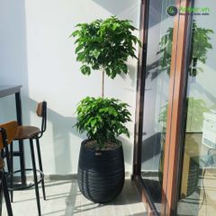 Cây Hạnh Phúc 2 tầng + Chậu composite Anber APOLLO (Màu giả đá Wood Rings) + Tự tưới AWS