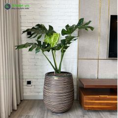 Cây Trầu Bà Nam Mỹ Monstera + Chậu composite Anber APOLLO (Màu giả đá Wood Rings) + Tự tưới AWS