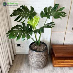 Cây Trầu Bà Nam Mỹ Monstera + Chậu composite Anber APOLLO (Màu giả đá Wood Rings) + Tự tưới AWS