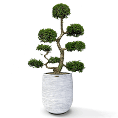 Cây Hoa Mai Chiếu Thủy Bonsai (Dáng mẹ bồng con) + Chậu composite Anber APOLLO + Tự tưới AWS