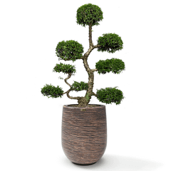 Cây Hoa Mai Chiếu Thủy Bonsai (Dáng mẹ bồng con) + Chậu composite Anber APOLLO + Tự tưới AWS