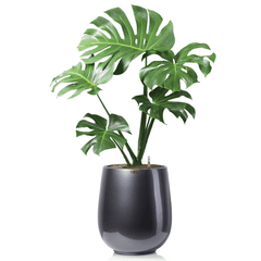 Cây Monstera + Chậu composite Anber APOLLO (Sơn màu) + Tự tưới AWS