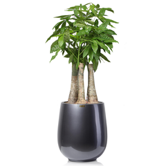 Cây Kim Ngân Phúc Lộc Thọ + Chậu composite Anber APOLLO (Sơn màu) + Tự tưới AWS