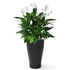 Cây Hoa Lan Ý + Chậu composite Anber HERA (Màu giả đá Smartline) + Tự tưới AWS