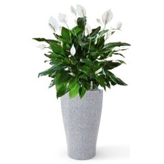 Cây Hoa Lan Ý + Chậu composite Anber HERA (Màu giả đá Smartline) + Tự tưới AWS