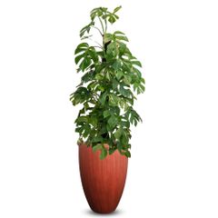 Cây Mini Mons + Chậu composite Anber JUNO (Sơn Màu) + Tự tưới AWS