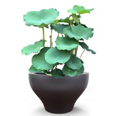 FULL Cây Hoa sen + Chậu composite Anber LOTUS (Màu Sơn Mờ)