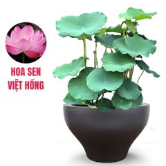 FULL Cây Hoa sen + Chậu composite Anber LOTUS (Màu Sơn Mờ)