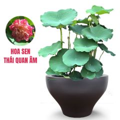 FULL Cây Hoa sen + Chậu composite Anber LOTUS (Màu Sơn Mờ)