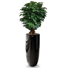 Cây Hạnh Phúc Bonsai + Chậu composite OLYMPUS (Sơn Màu) + Tự tưới AWS