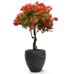 Cây Hoa Giấy Đỏ Lửa Bonsai + Chậu composite Anber TITAN (Màu đá Wood Rings)