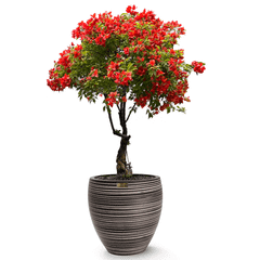 Cây Hoa Giấy Đỏ Lửa Bonsai + Chậu composite Anber TITAN (Màu đá Wood Rings)