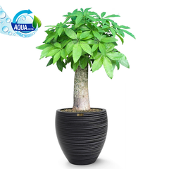 Cây Kim Ngân Chân Voi + Chậu composite Anber TITAN (Màu đá Wood Rings) + Tự tưới hẹn giờ