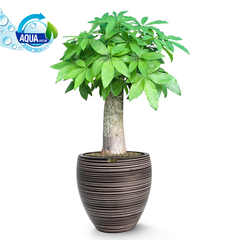 Cây Kim Ngân Chân Voi + Chậu composite Anber TITAN (Màu đá Wood Rings) + Tự tưới hẹn giờ