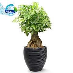[Tưới hẹn giờ WIFI] GỐC TRUNG - Cây Kim Ngân Thần Tài + Chậu composite Anber TITAN (Màu giả đá Wood Rings) + Tưới hẹn giờ tự động ASD