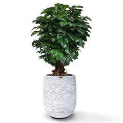 Cây Hạnh Phúc Bonsai + Chậu composite Anber APOLLO (Màu giả đá Cliffs) + Tự tưới AWS