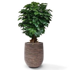 Cây Hạnh Phúc Bonsai + Chậu composite Anber APOLLO (Màu giả đá Cliffs) + Tự tưới AWS