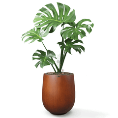 Cây Monstera + Chậu composite Anber APOLLO (Sơn màu) + Tự tưới AWS