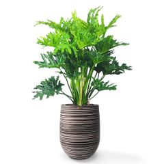 Cây Thanh Xuân + Chậu composite Anber APOLLO (Màu giả đá Wood Rings) + Tự tưới AWS