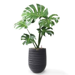 Cây Trầu Bà Nam Mỹ Monstera + Chậu composite Anber APOLLO (Màu giả đá Wood Rings) + Tự tưới AWS