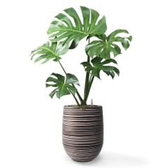 Cây Trầu Bà Nam Mỹ Monstera + Chậu composite Anber APOLLO (Màu giả đá Wood Rings) + Tự tưới AWS