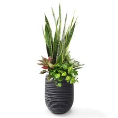 Mix cây Lưỡi Hổ Phú Quý Ngọc Ngân Trầu bà + Chậu composite Anber APOLLO (Màu giả đá Wood Rings) + Tự tưới AWS