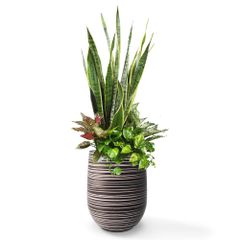 Mix cây Lưỡi Hổ Phú Quý Ngọc Ngân Trầu bà + Chậu composite Anber APOLLO (Màu giả đá Wood Rings) + Tự tưới AWS