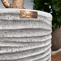 Cây nhập - Kiểng lá Cheilocostus speciosus Chong Chóng Var + Chậu composite OLYMPUS + Tự tưới AWS (Màu đá Ripple Marks)